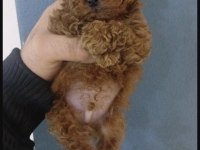 Toy Poodle Yavrular İçin Ulaşın