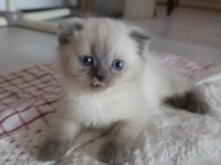 British Shorthair Bebeklerim