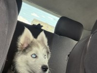 4 AYLIK YAVRU HUSKY