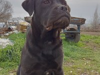 6 aylık dişi cane corso acil uygun fiyat