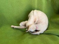 ELF sfenks kedi