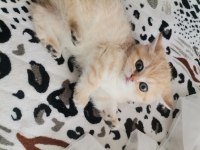 Teslime hazır british shorthair bebekler