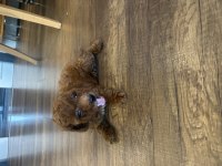 1.5 Aylık Erkek Kahverengi Kore Toy Poodle