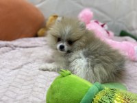 Erkek Dişi Pomeranian Yavrular