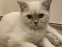 4 aylık dişi kedim yuvasını arıyor
