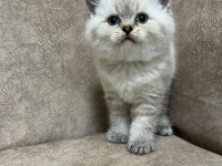 Safkan british shorthair AYI SURAT TOP KAFA bebişimiz