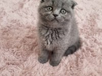 Scottish fold yavru kedilerimiz
