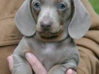 ISABELLA AND TAN DACHSHUND YAVRULARIMIZ NADİR RENK