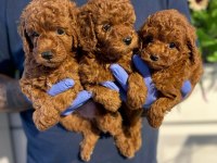Efsane poodle yavrularımız hazır