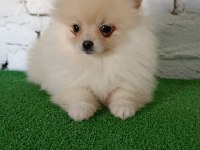 Pomeranian yavrularımız