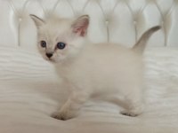 Erkek british shorthair