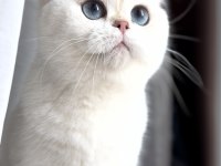 Masmavi Gözlü Kedimiz kısırlaştırma şartıyla kedimiz