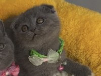 Ayı suratlı blue scottish fold bebeğim