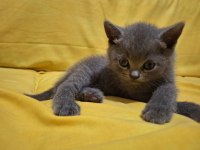 Safkan british shorthair yavruları