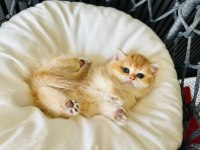 Yavru bebek british shorthair