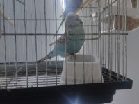 Damızlık Jumbo dişi muhabbet kuşu