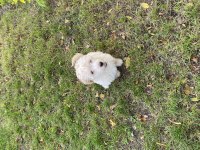 4 AYLIK MALTIPOO
