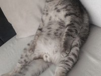 Scottish fold oğlumuzu sahiplendiriyoruz