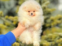Un kurabiyesi pomeranian bebeklerimiz