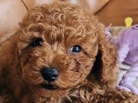 Toy Poodle Köpekleri İçin Ulaşın