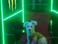 Minik terrier kızımıza yuva arıyoruz