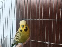 Eş jumbo çift muhabbet kuşu