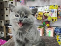 British shorthair 2 aylık bebek dişi