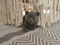 Evdeki Sevimli Scottish Fold Kuyruğum