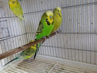 Jumbo muhabbet kuşları 2 çift