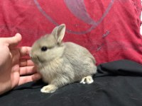ÇOK TATLI LOP VE CÜCE TAVŞANLAR