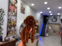 Kore yetişkin dişi erkek poodle