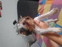 Yavru dişi yorkshire terrier
