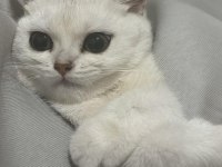 3 AYLIK YAVRU SCOTTİSH KEDİMİZ