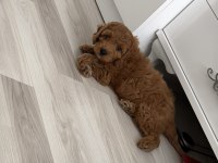 Erkek Toy Poodle