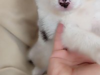 Efsane border collie yavrular