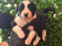 Burkemden a kan border collie yavruları