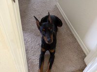 Show Kalite Doberman Esteikli