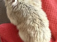 Benim iki hamsterim var taşınacağım için satıcam
