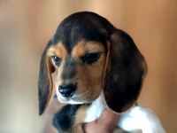 Beagle yavrularımız mükemmel bebekler