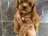 Orjinal Maltipoo Yavrular