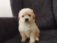 Maltipoo yavrularımız