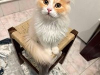 7 Aylık British Longhair Kısır Değil Uysal