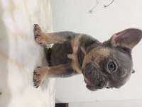 Dişi lilac and tan french bulldog