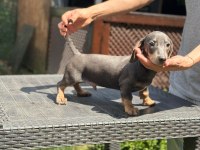 Orjinal Dachshund (sosis) Yavrunuz