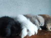 Hollanda Teddy Lop Tavşanı Yavruları