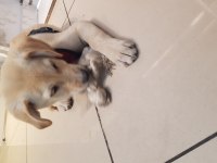4 aylık golden retriever yavrusu