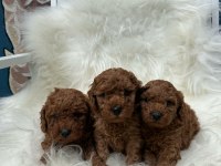 Anatomi Harikası Poodle Bebeklerim
