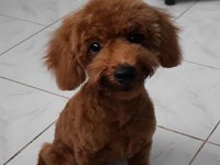 Yakışıklı Poodle Oğlumuz