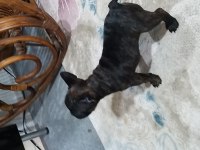 French bulldog yavruları