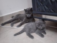 Yine kalite yine scottish fold